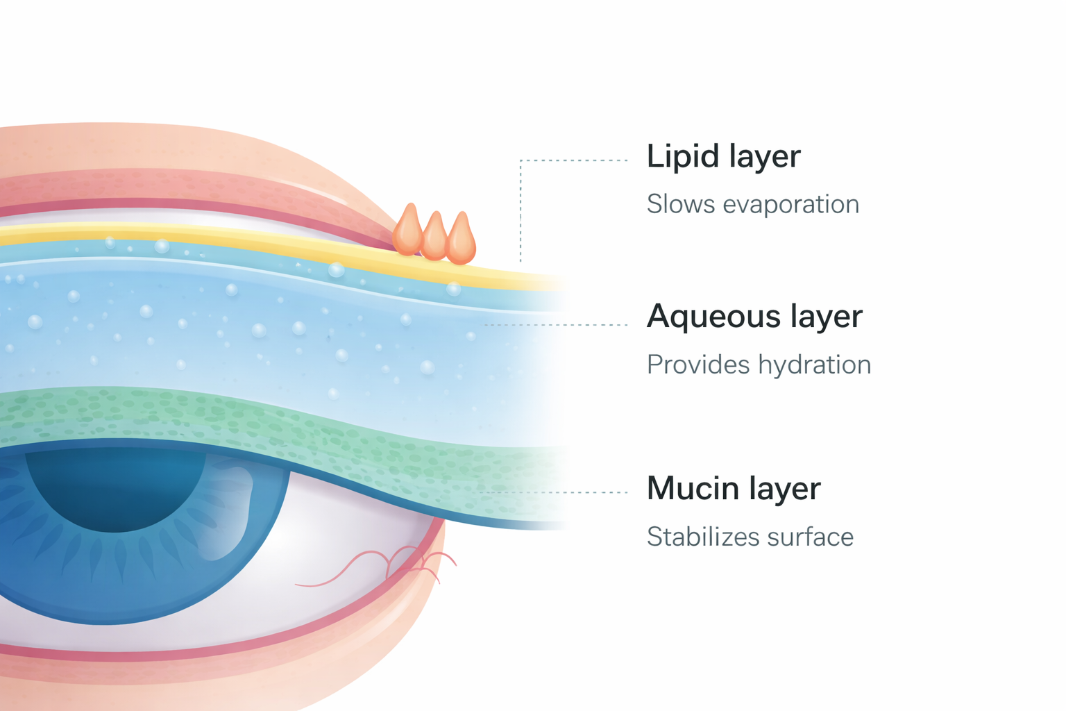 Tear film layers diagram