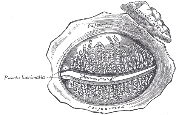 Meibom-Drüsen von der Innenseite der Augenlider gesehen, anatomische Tafel