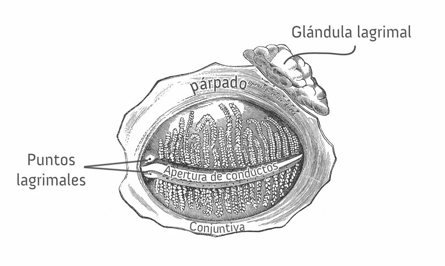 Glándulas de Meibomio vistas desde la cara interna de los párpados, lámina anatómica